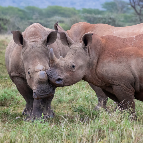 Two rhinos standing very close to each other, with heads touching