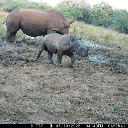 Mother and calf captured during the afternoon on camera trap